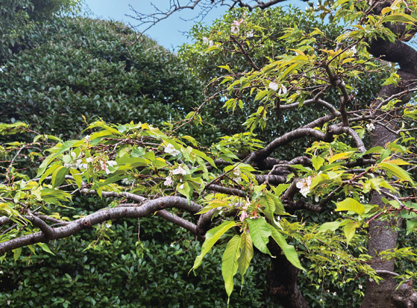 10月1日に開花した先生のご自宅の山桜